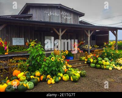 Chicoutimi, Kanada, 2019. September, Kürbisse und Blumen am Eingang des `Aux Jardins d`Alex und Jennie`, einem Obst-, Gemüse- und Blumengeschäft Stockfoto